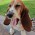 This is Poppy, one of our basset hounds. She's sleepy.