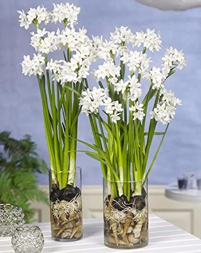 paperwhite bulbs and blooms