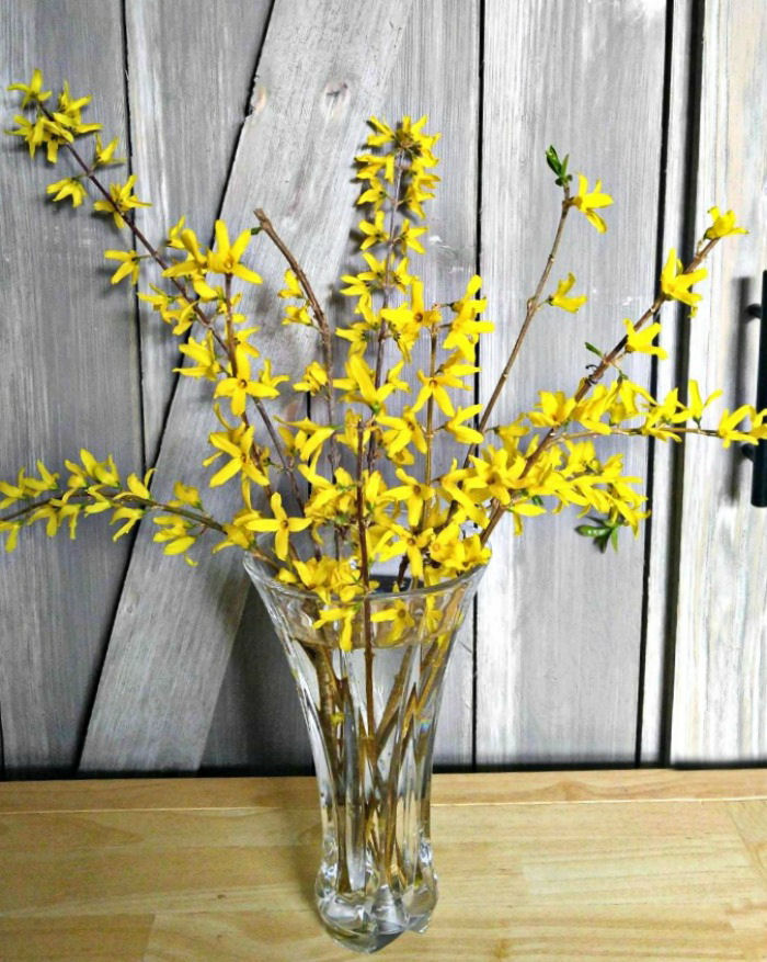 forsythia flowers blooming indoors