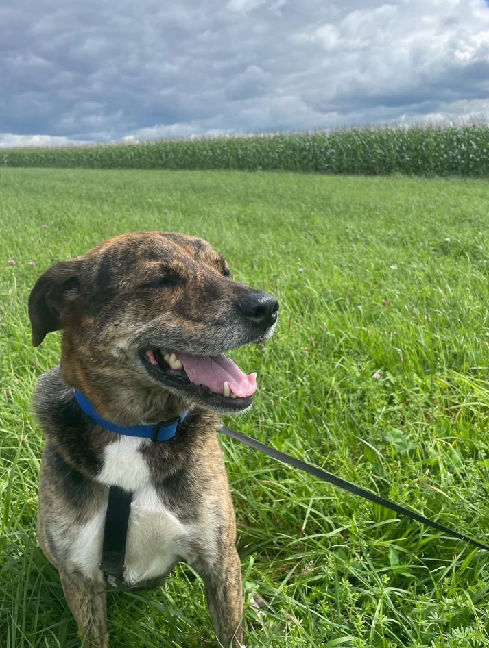 Attachment Watson out sampling.png