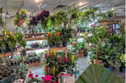 Attachment BFN Houseplants.jpg