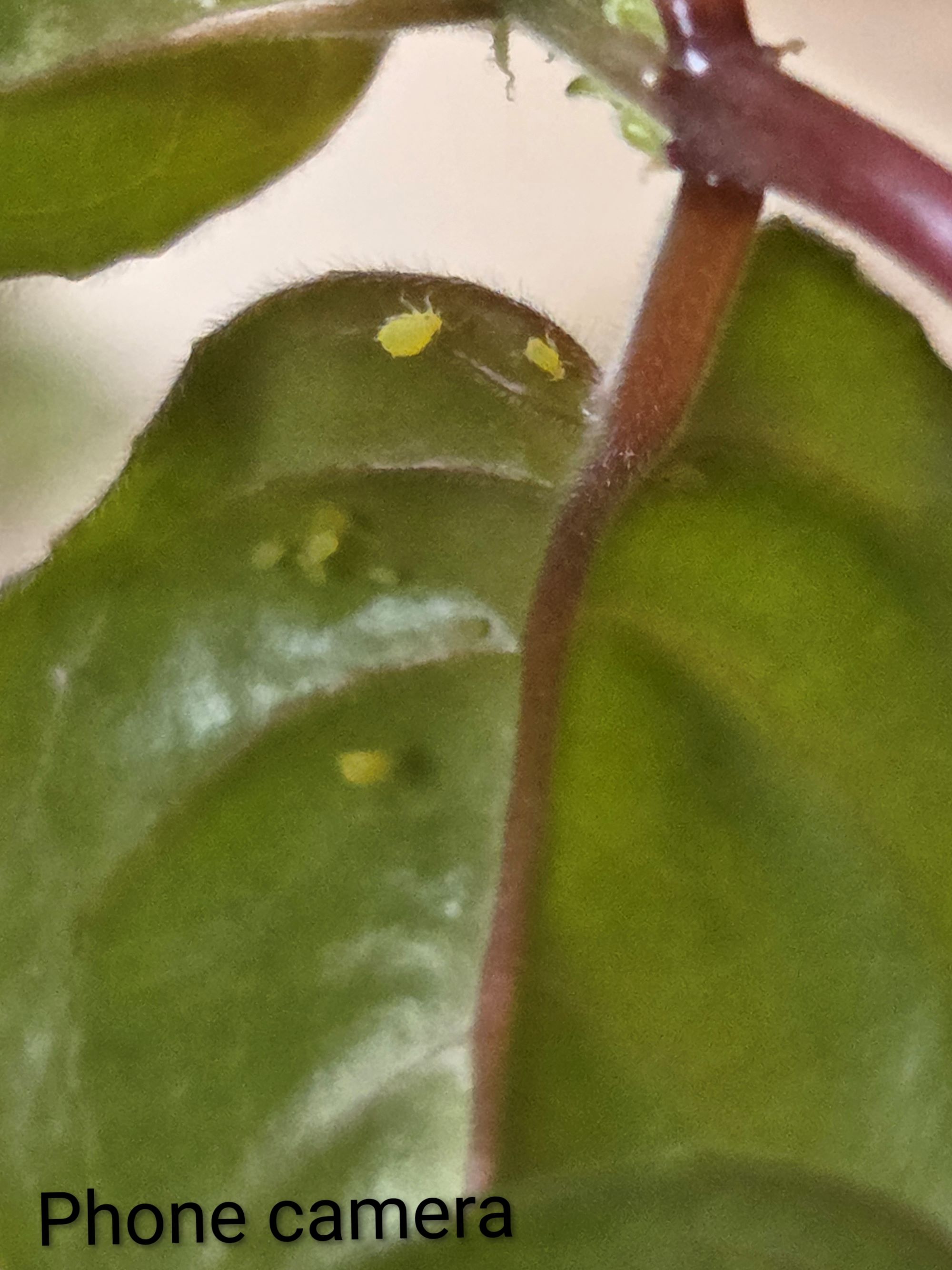 Attachment Fuschia (2).jpg