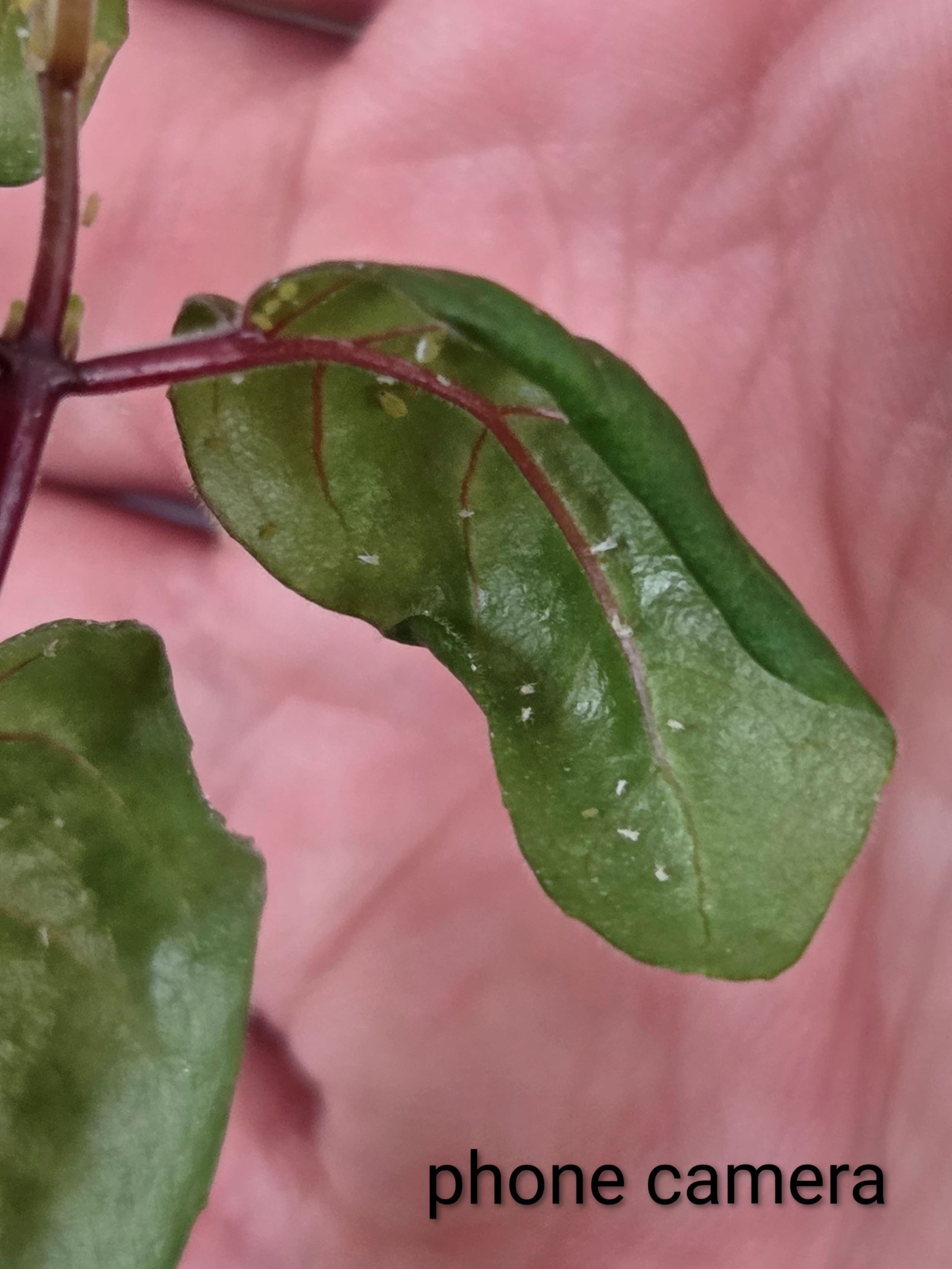 Attachment Fuschia.jpg