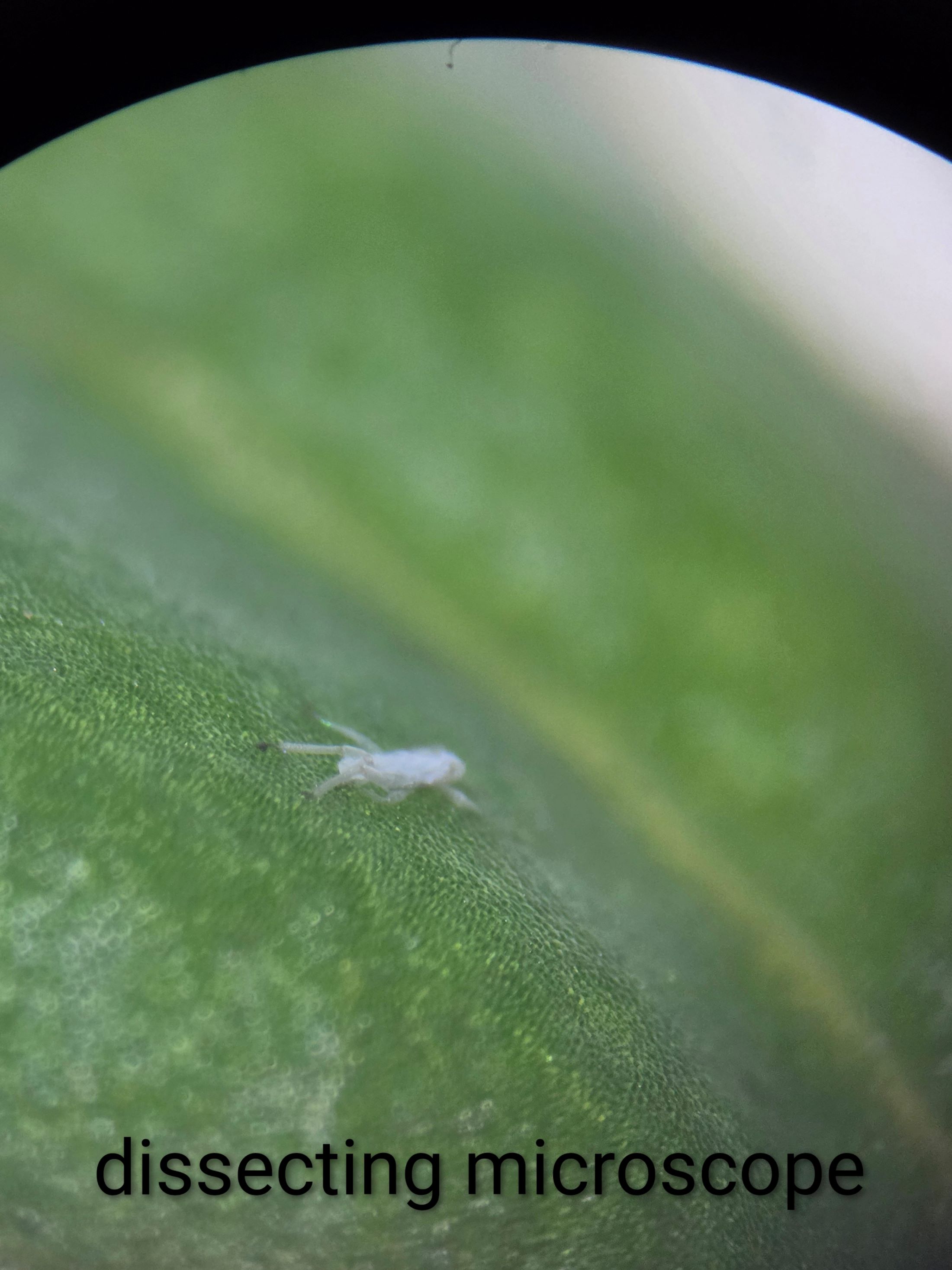 Attachment Fuschia4.jpg