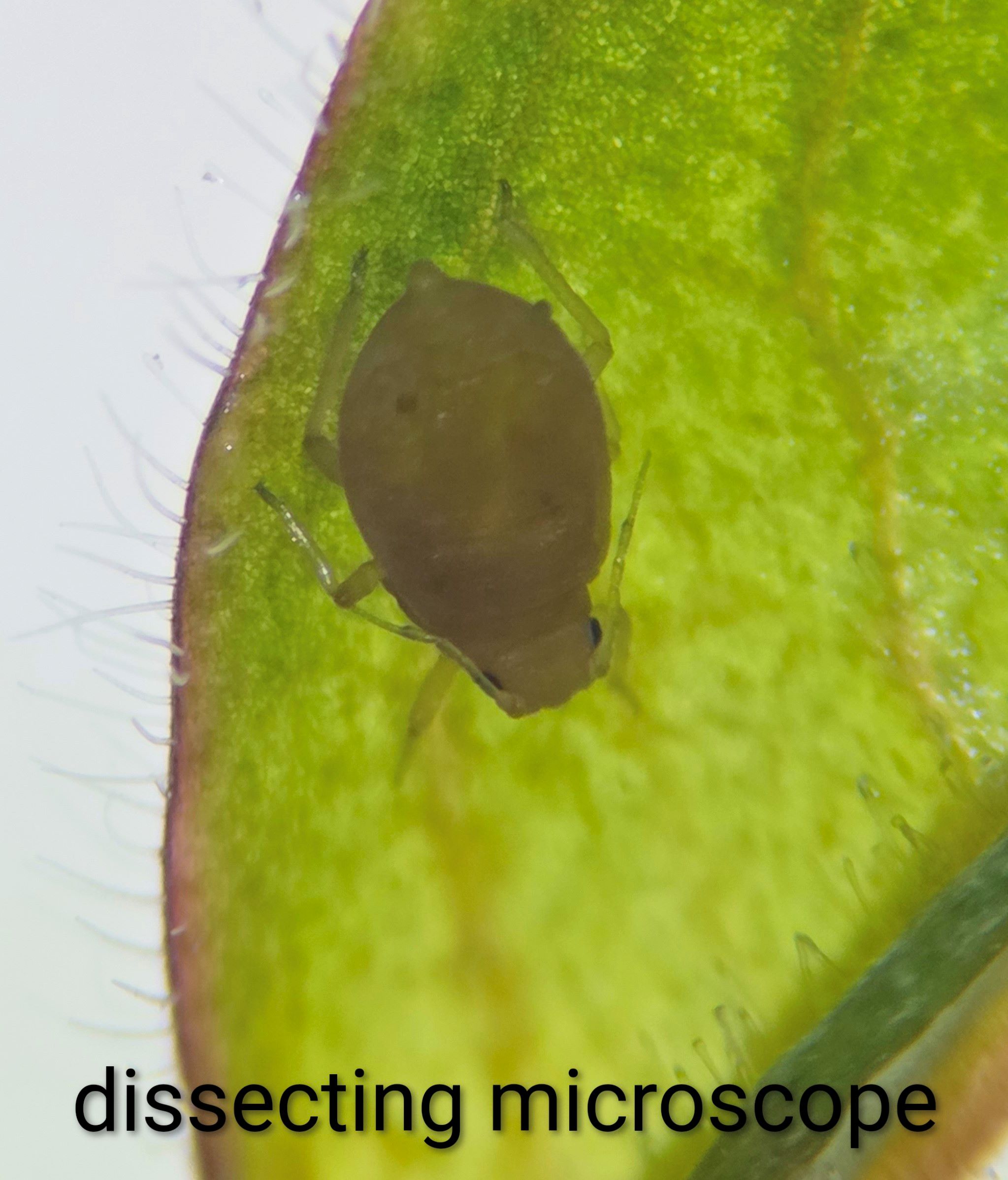 Attachment aphid.jpg