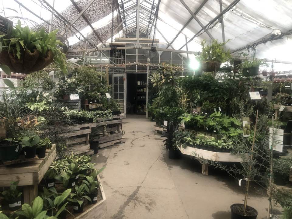 Greenhouse with houseplants