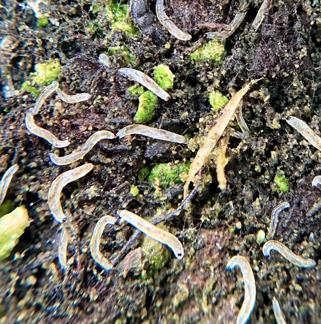 Attachment IMG_3795 Medium.jpeg