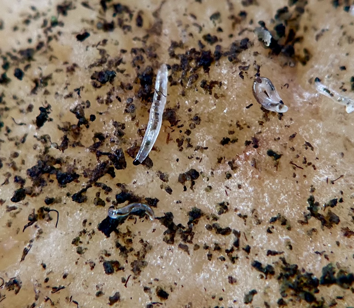 Attachment IMG_3796 2.jpeg