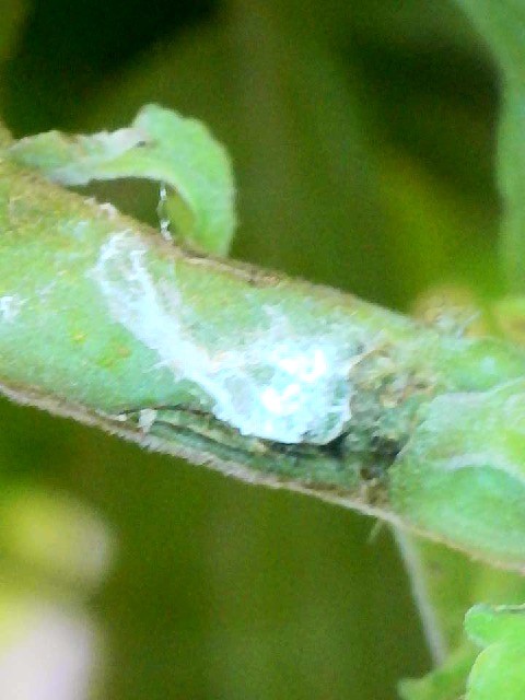 Attachment mealybug.jpg