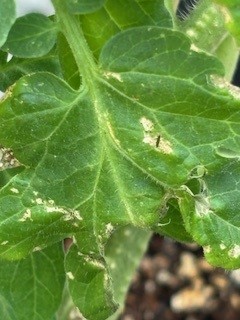 Attachment old thrip damage.jpg