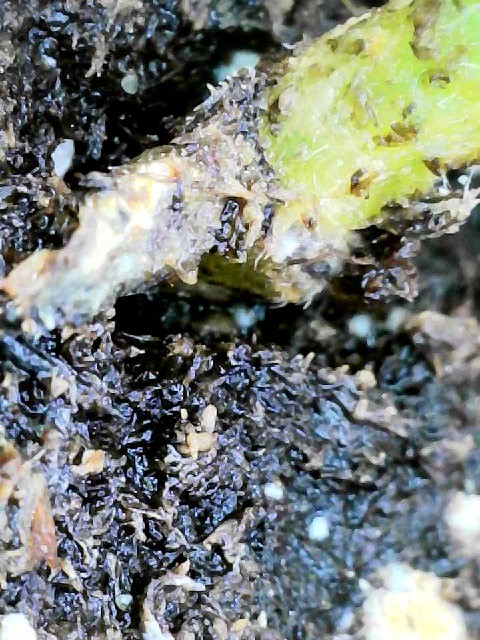 Attachment root rot and fungus gnat damage.jpg