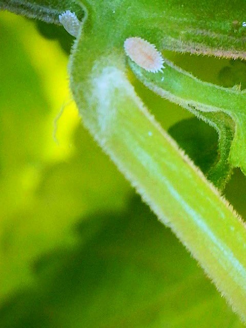 Attachment scale.jpg