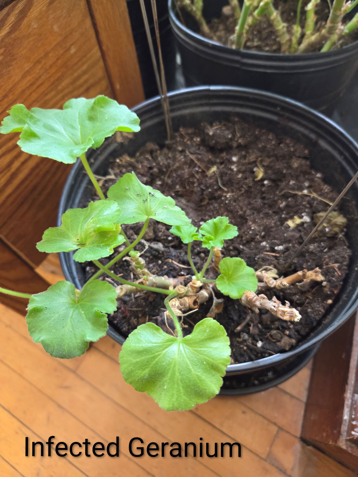 Attachment RootRotGeranium.jpg