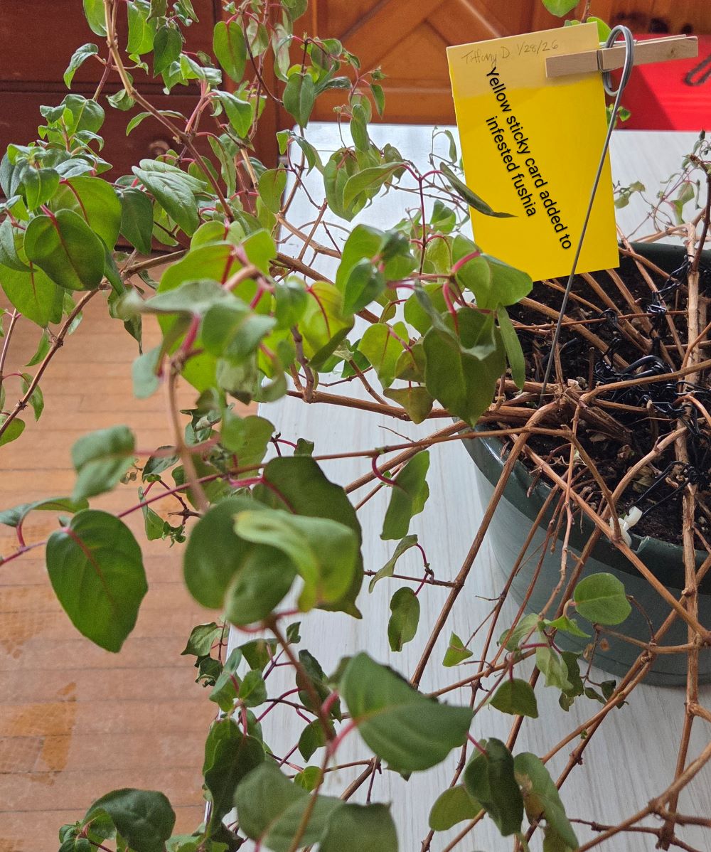 Attachment fuschia1.jpg