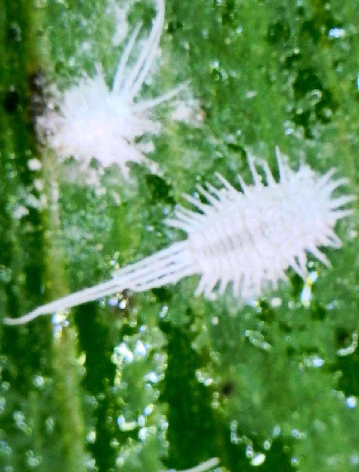 Attachment cdv_photo_1770317230_20260205134710.jpg