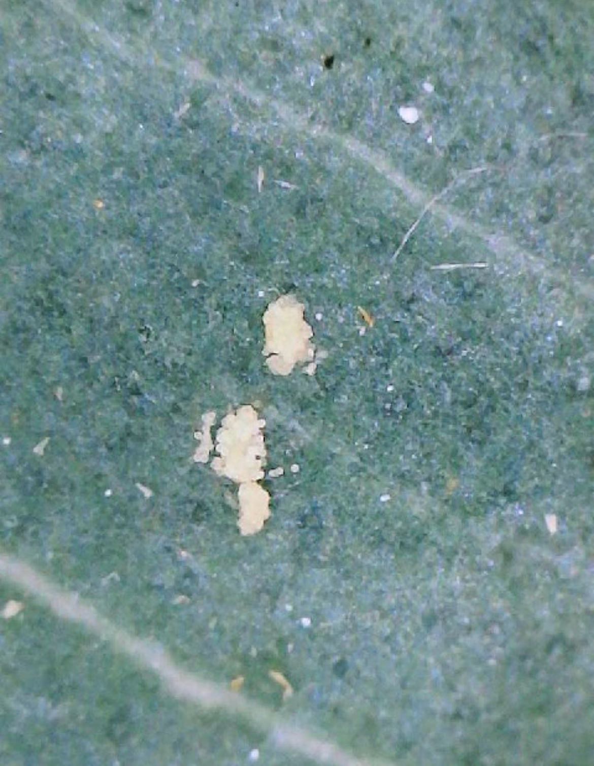 Attachment cdv_photo_1770317236_20260205134716.jpg