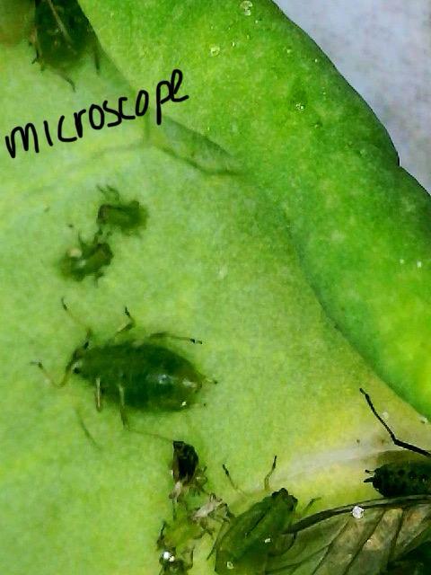 Attachment WhatsApp Image 2026-02-06 at 19.21.40.jpeg