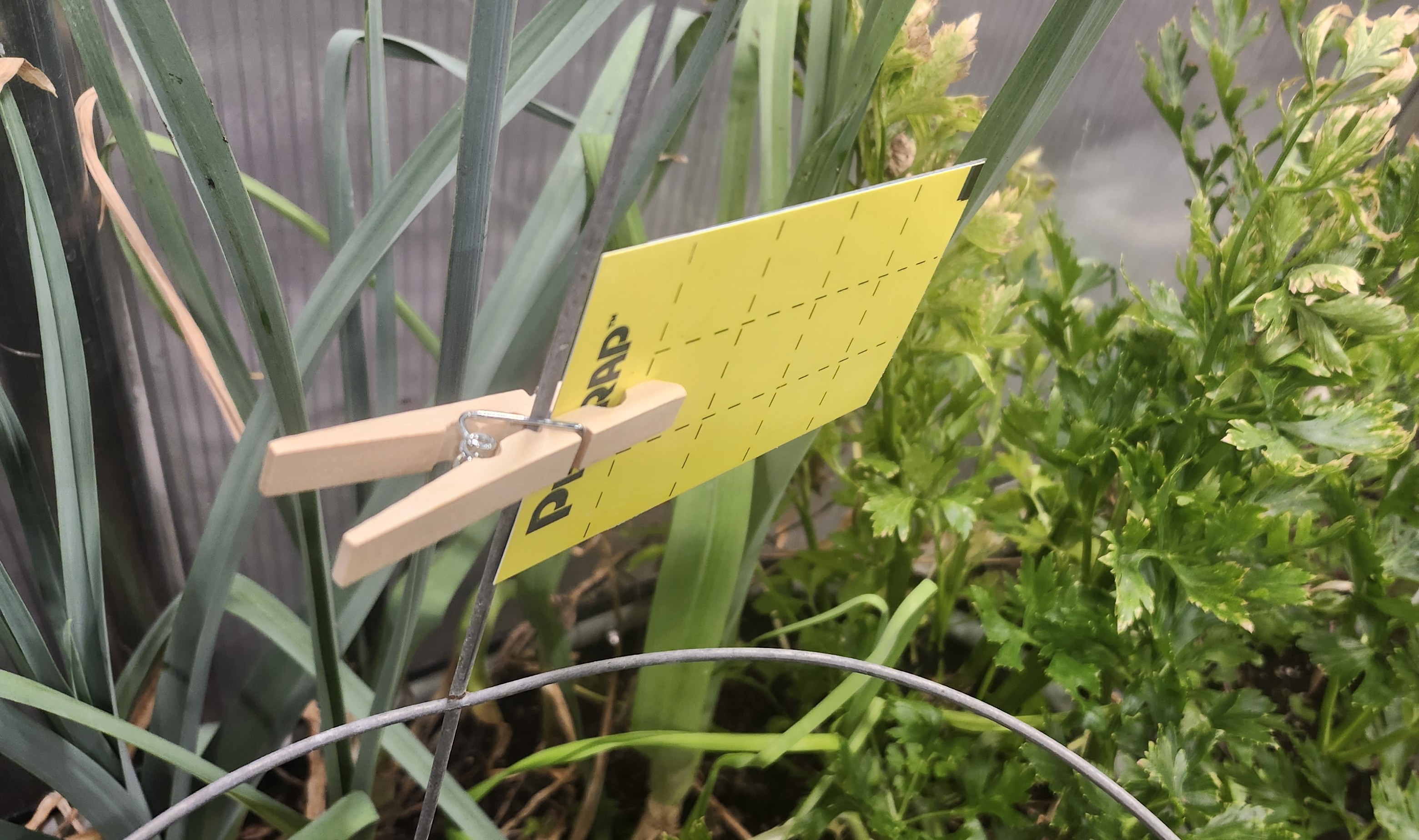 newly placed sticky card near peppers & celery