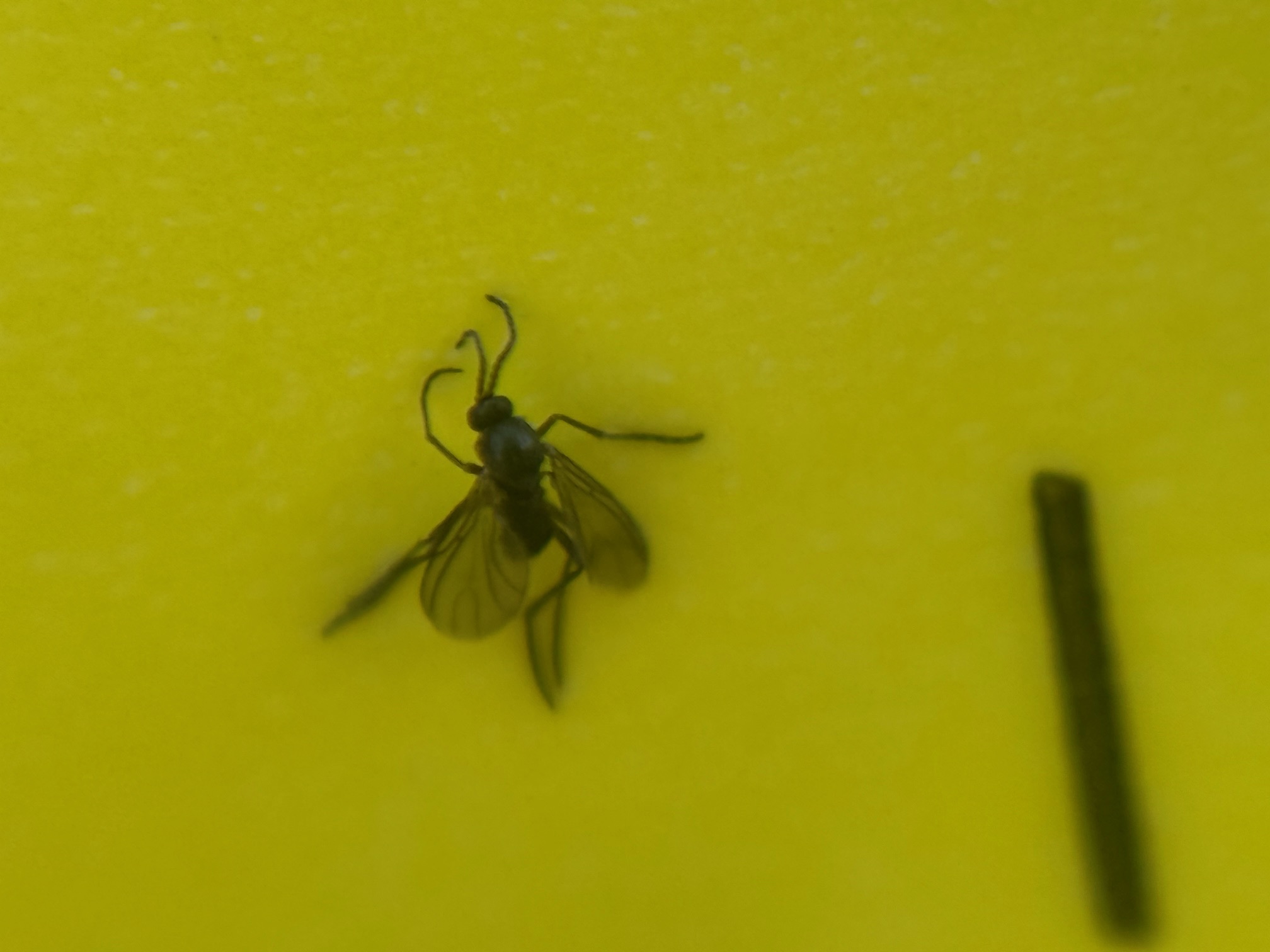 fungas gnat on yellow sticky card sisde