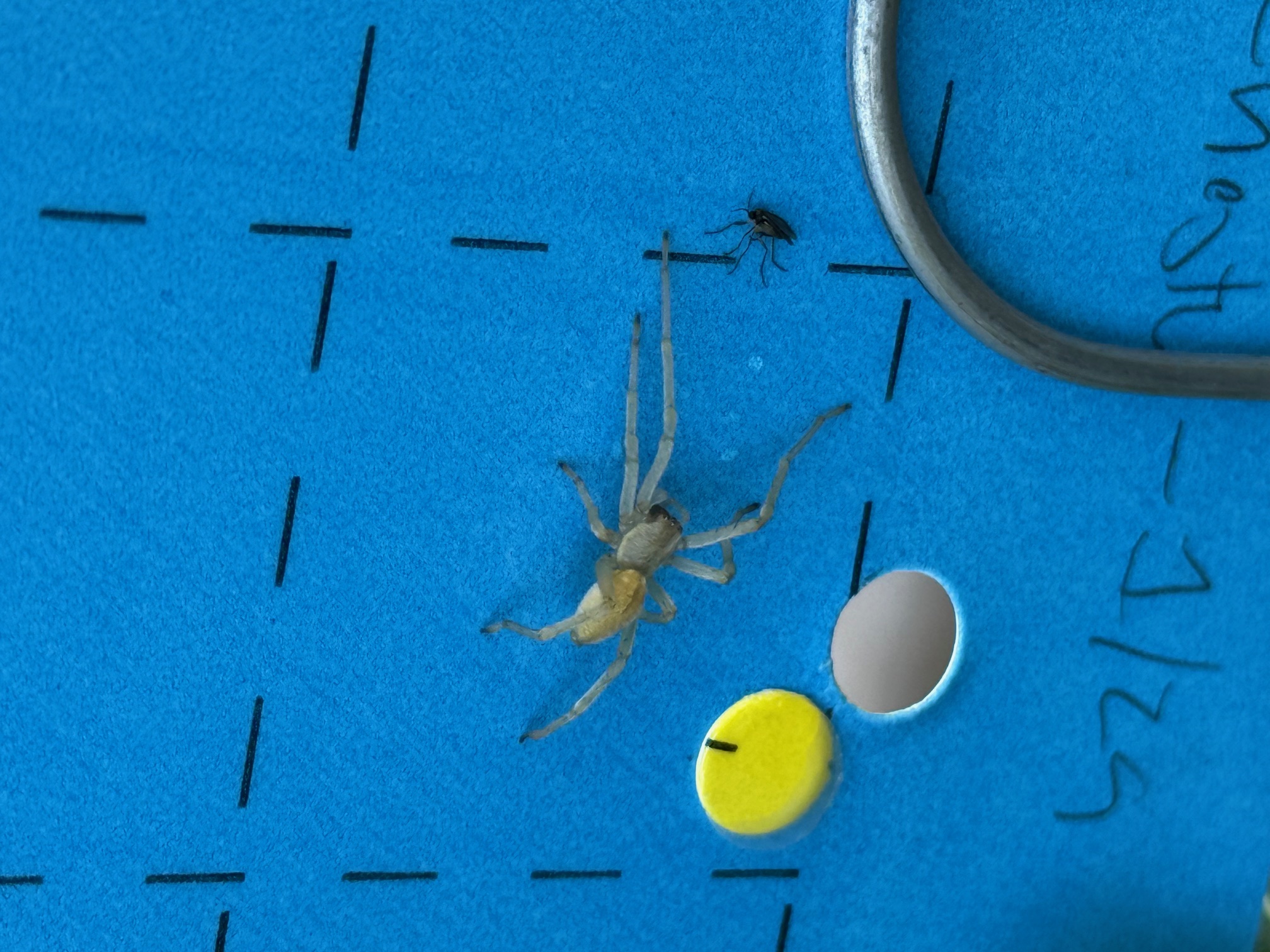 spider v fungas gnat