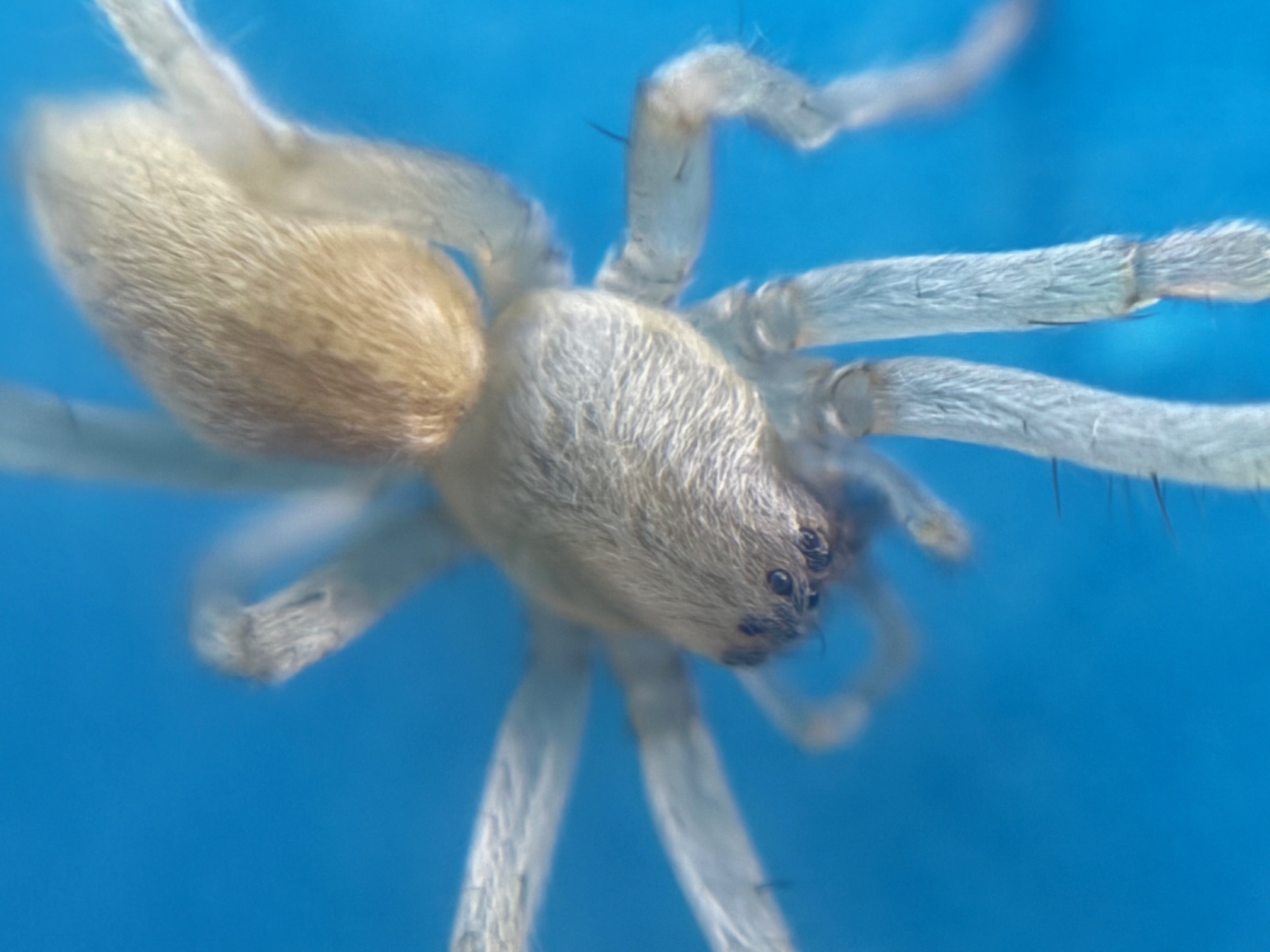 close up spider