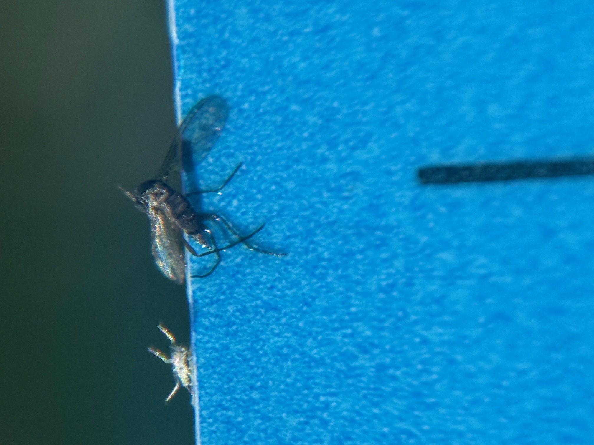 white aphid n fungas gnat