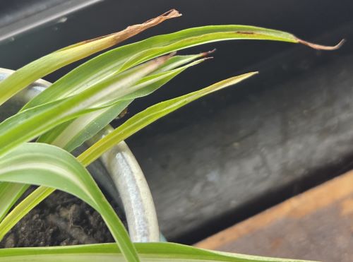 Attachment BrowningTips.jpg