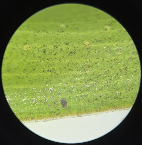 Attachment FecalSpotsPossibly.jpg