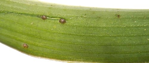 Attachment UnidentifiedPest1.jpg