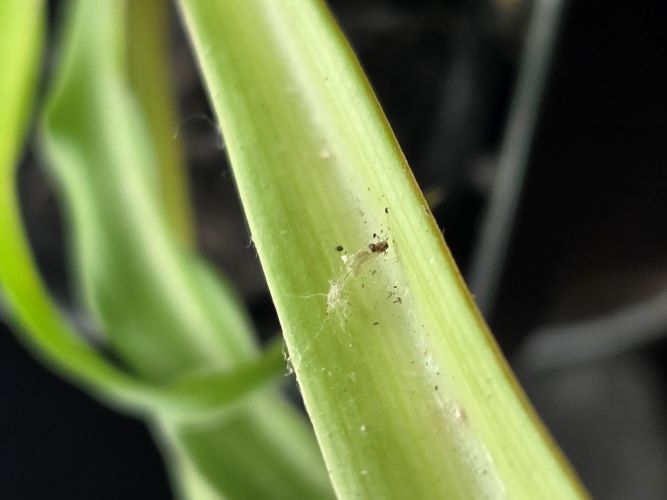 Attachment UnidentifiedPest2.jpg