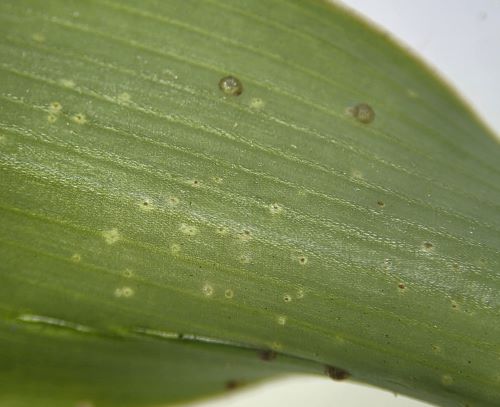 Attachment UnidentifiedPest3.jpg