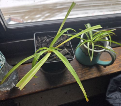 Attachment WholePlant.jpg