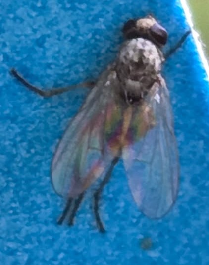 Attachment MaggotFly.jpeg