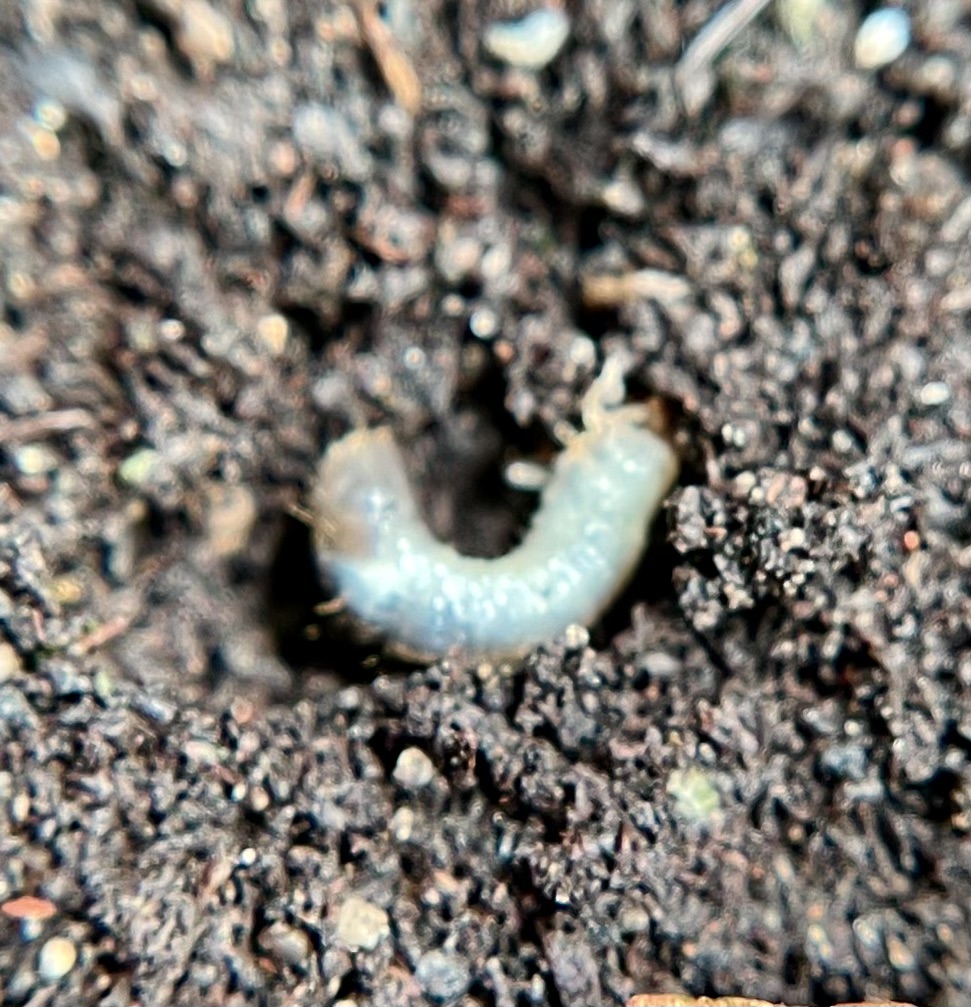 Attachment IMG_3816.jpeg