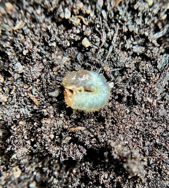 Attachment IMG_3817 small.jpeg