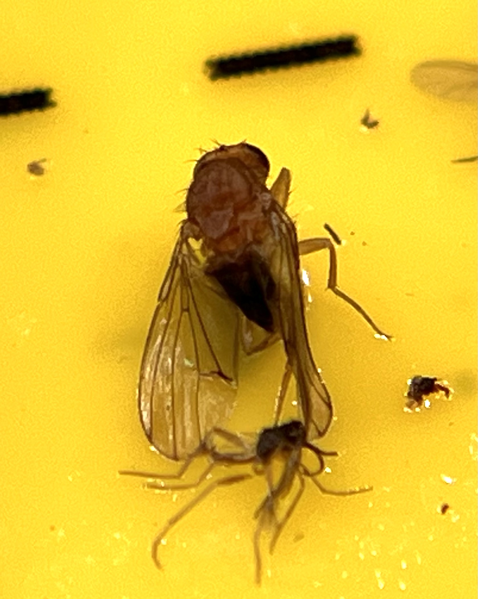 Attachment IMG_3819.jpeg