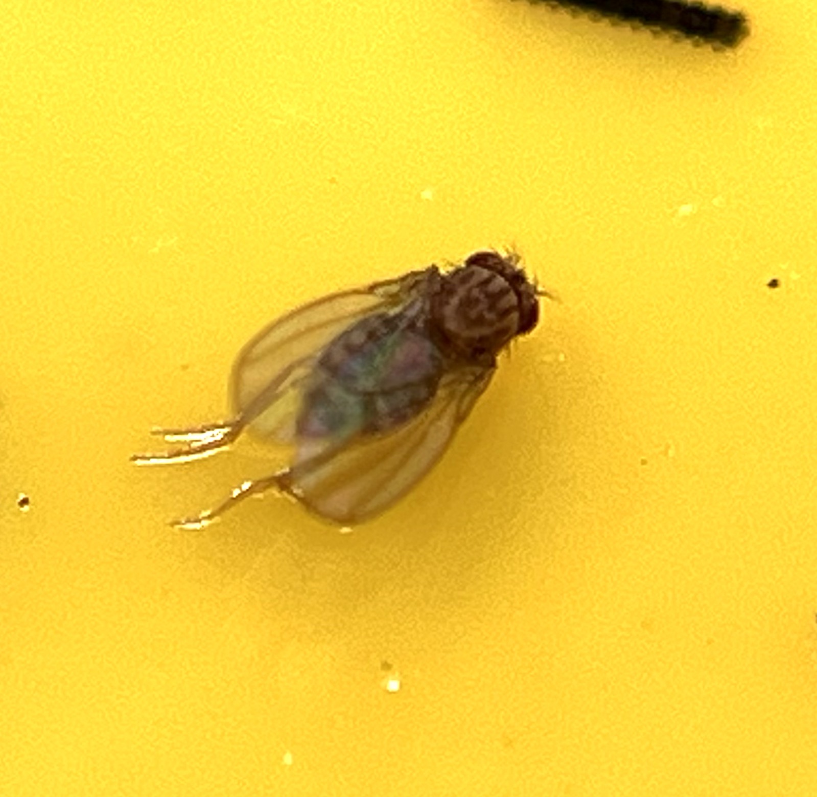 Attachment IMG_3820.jpeg