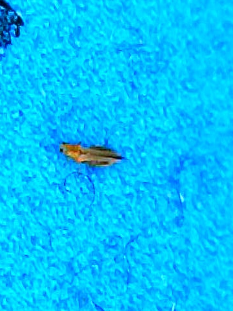 Attachment thrip blue.jfif