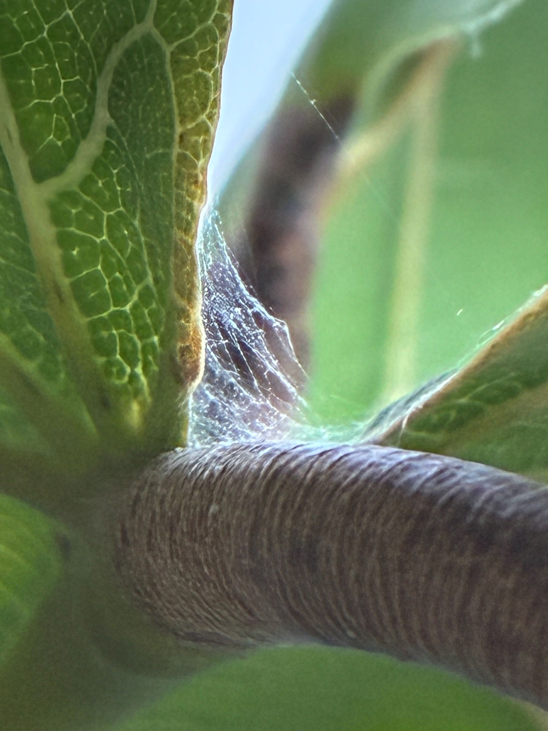 Attachment ficus.jpg