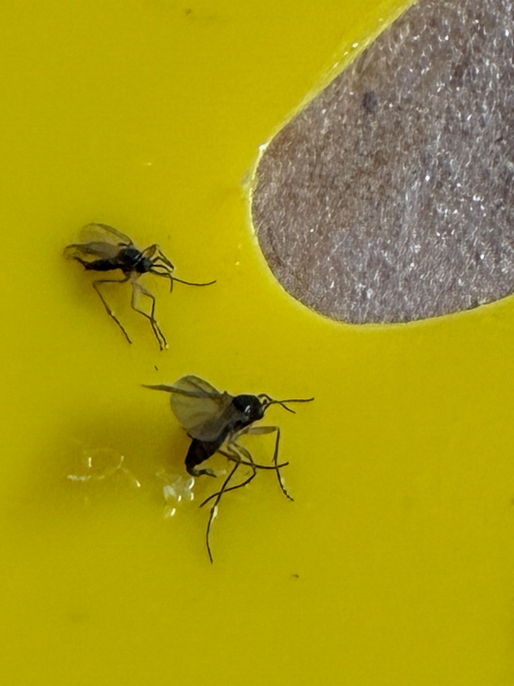 Attachment fungus gnat.jpg