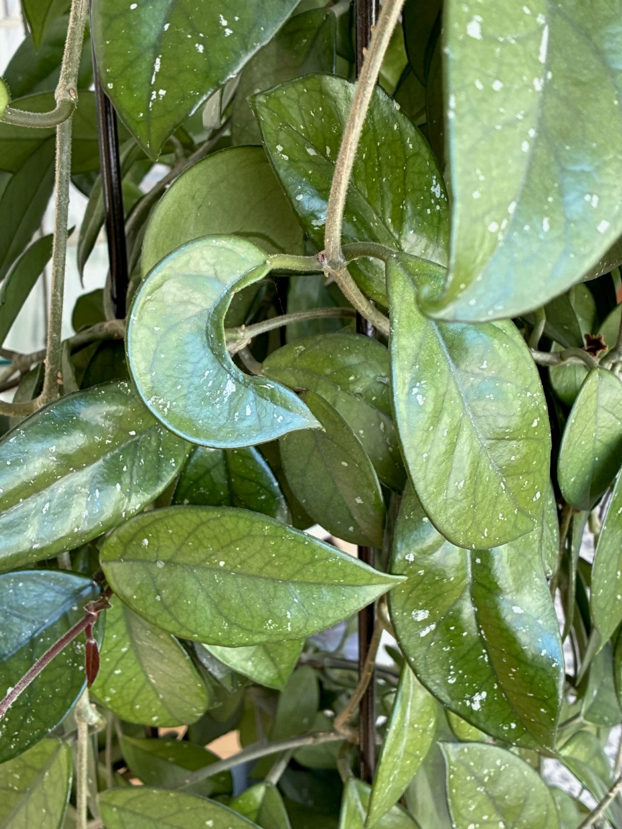 Attachment hoya crescent.jpg