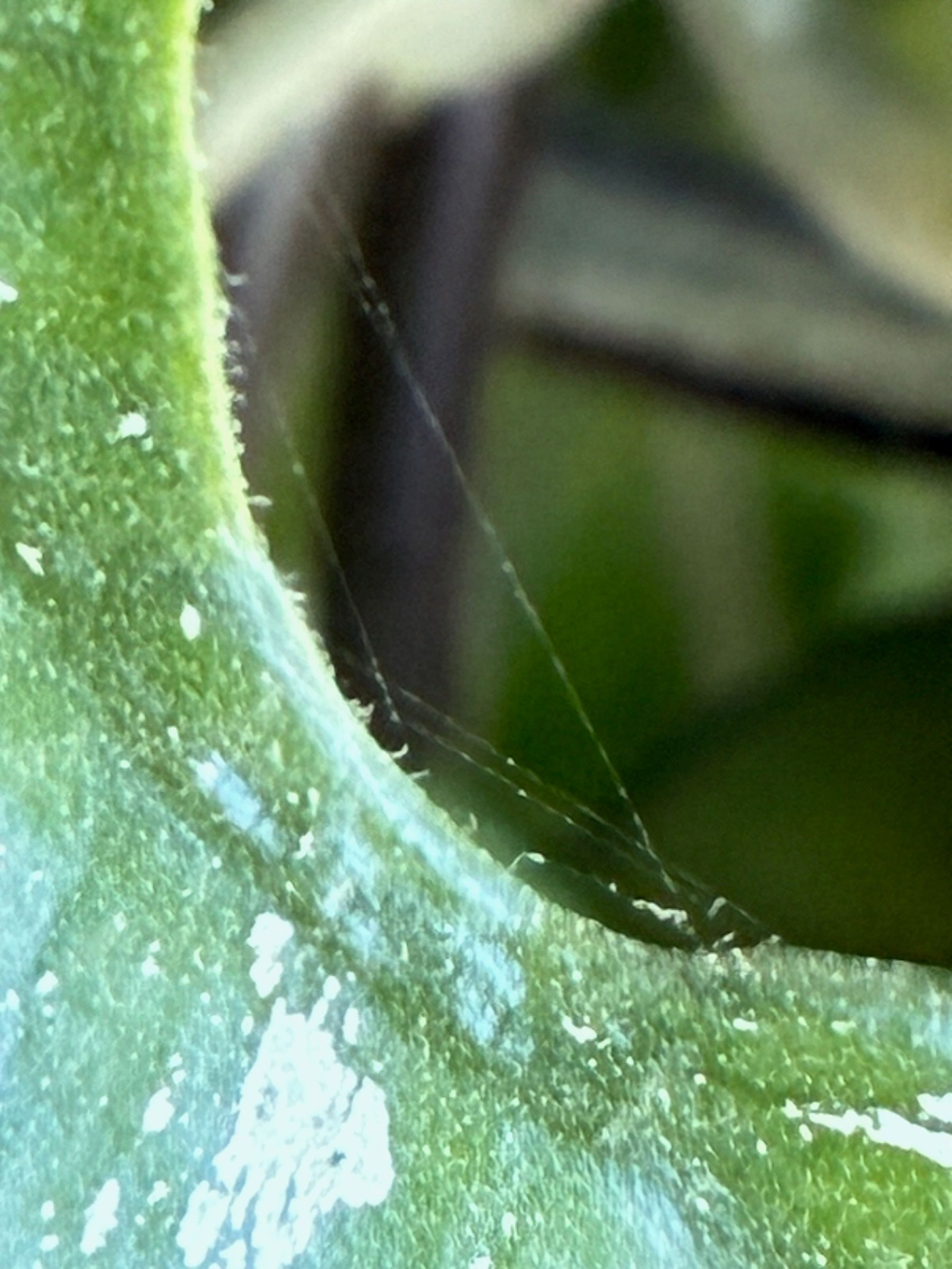 Attachment hoya zoom.jpg