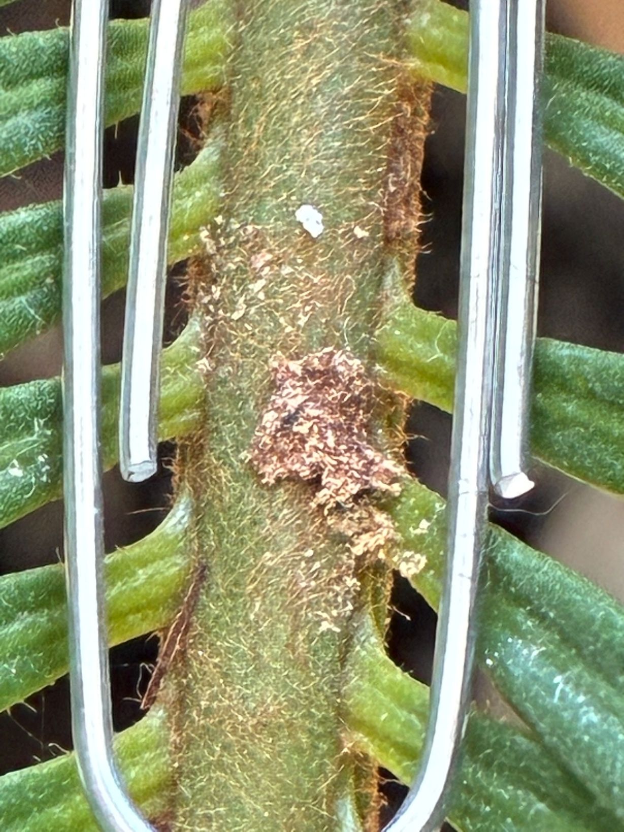 Attachment scale paperclip.jpg