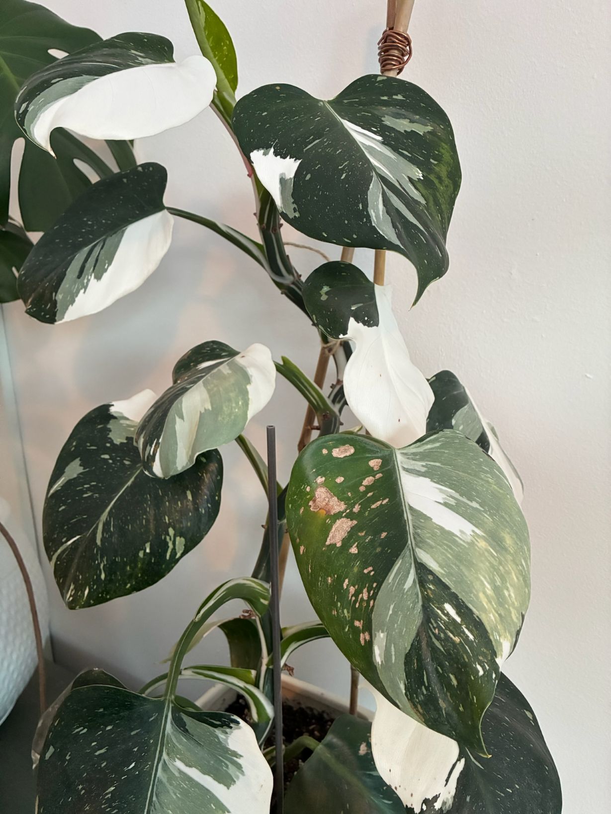 Attachment white wizard.jpg