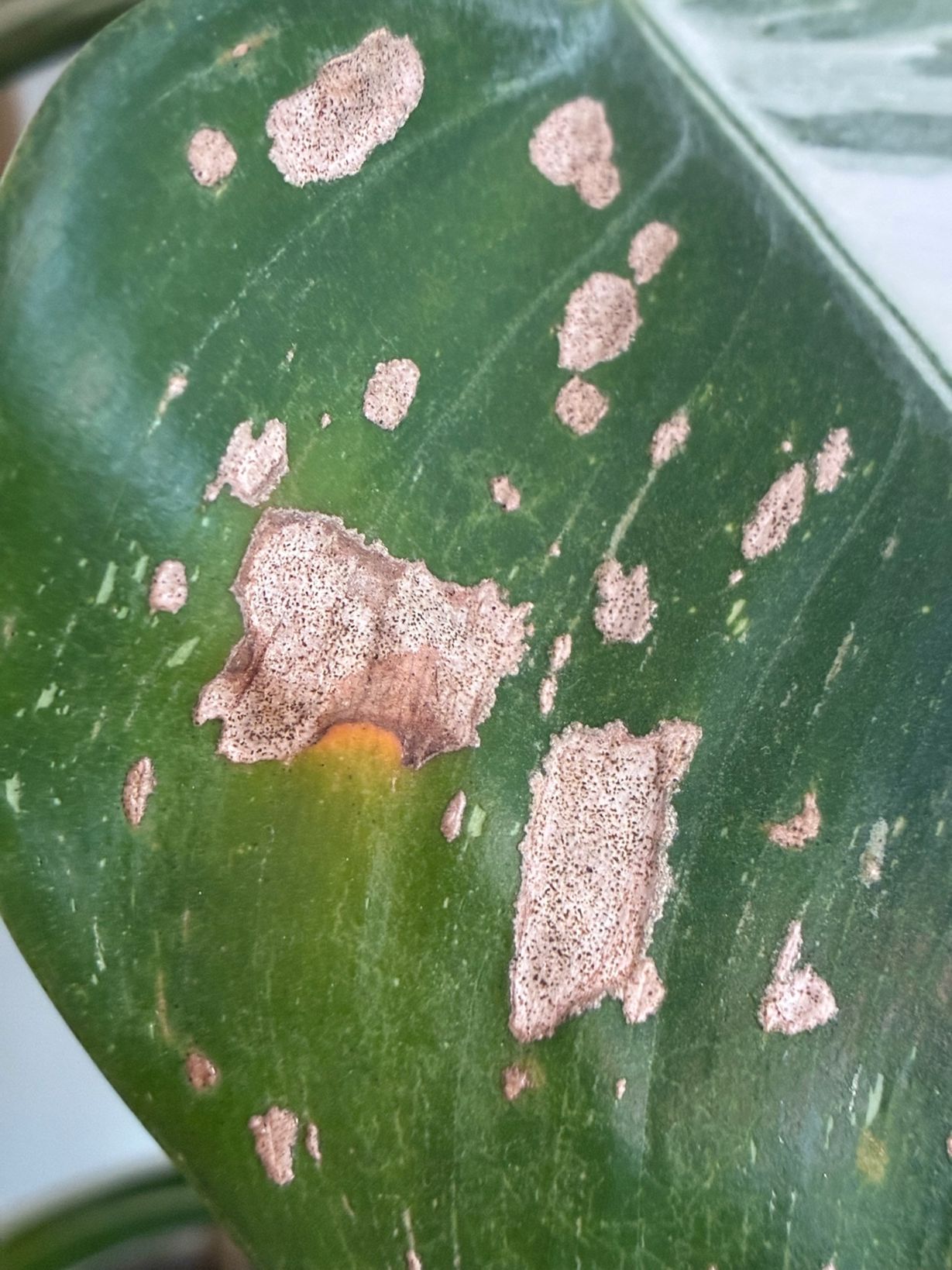 Attachment ww leaf spots.jpg