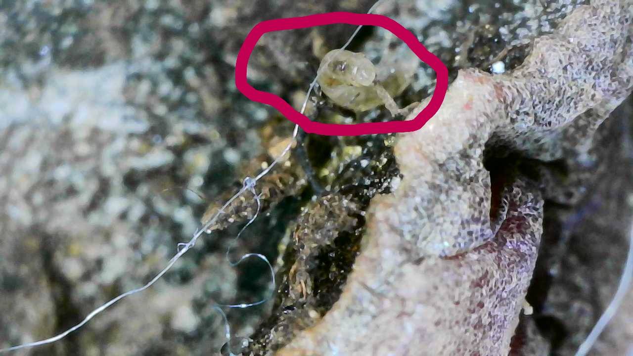 Fungus gnat larva on a potato