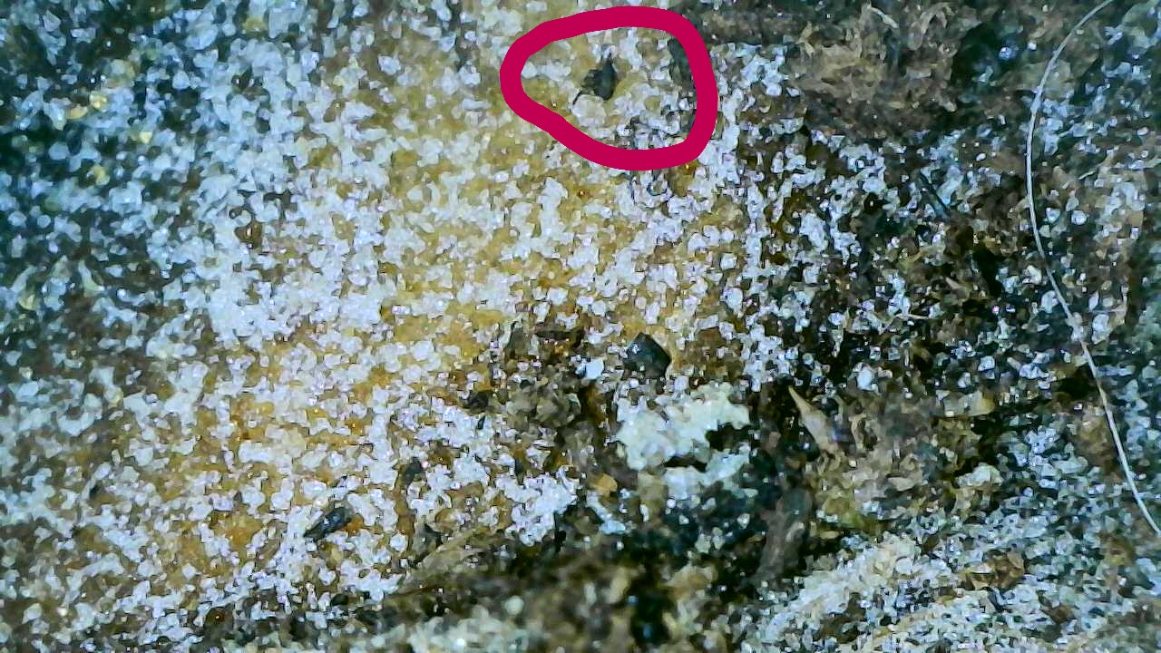 Aphid on Potato Maybe