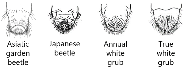Raster patterns of grubs for identification of beetles