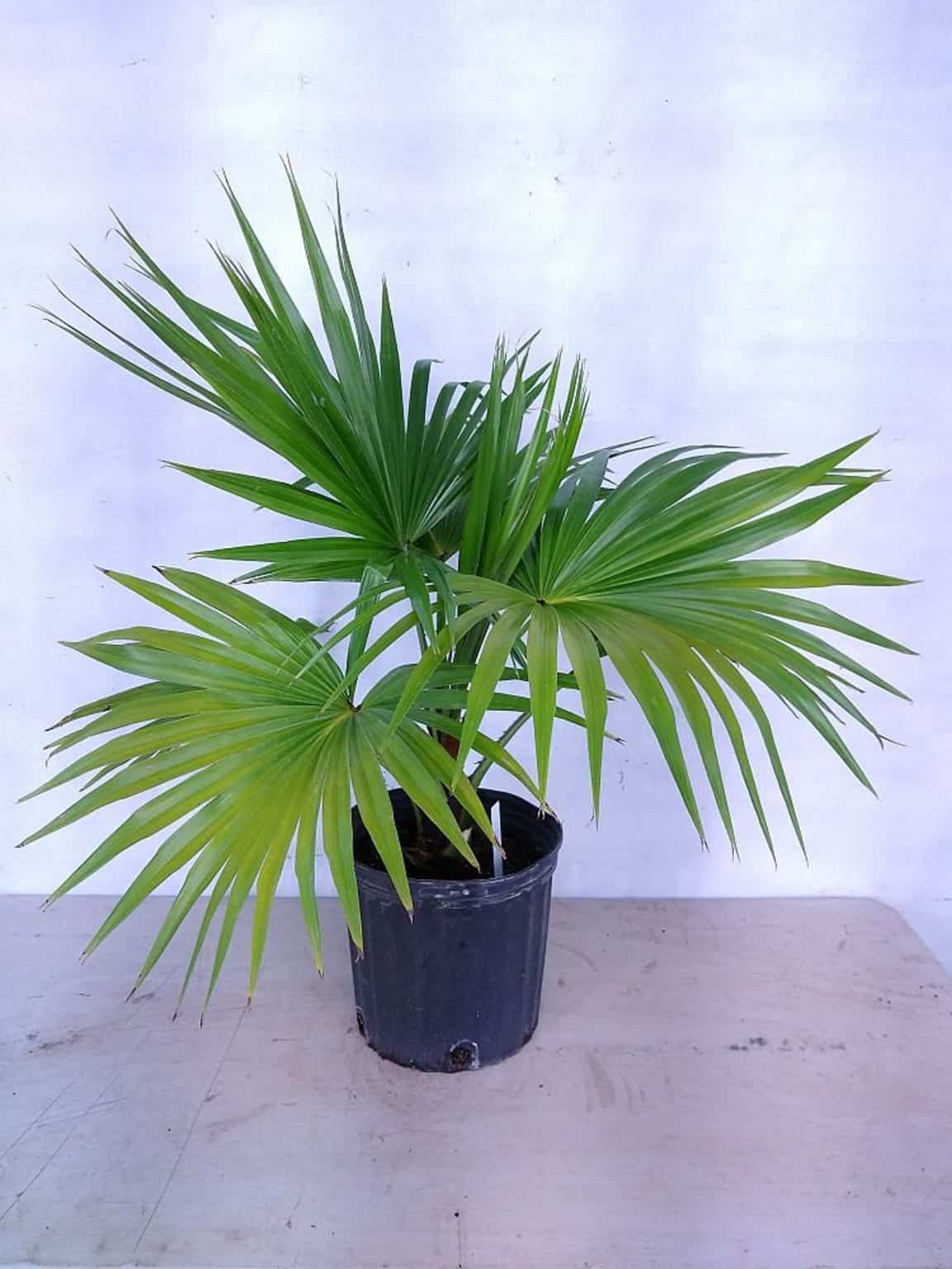 Livistona Chinese Fan Palm as potted houseplant