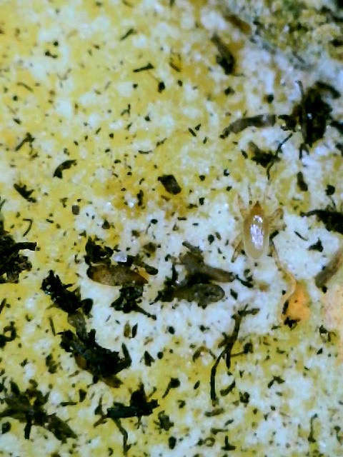 mite on potato